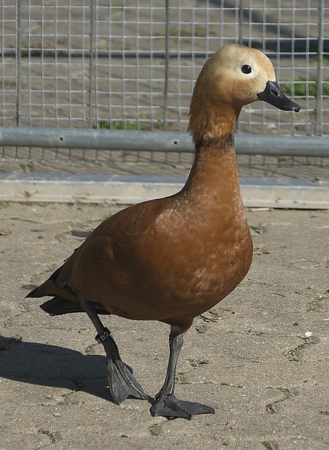 安吉尔